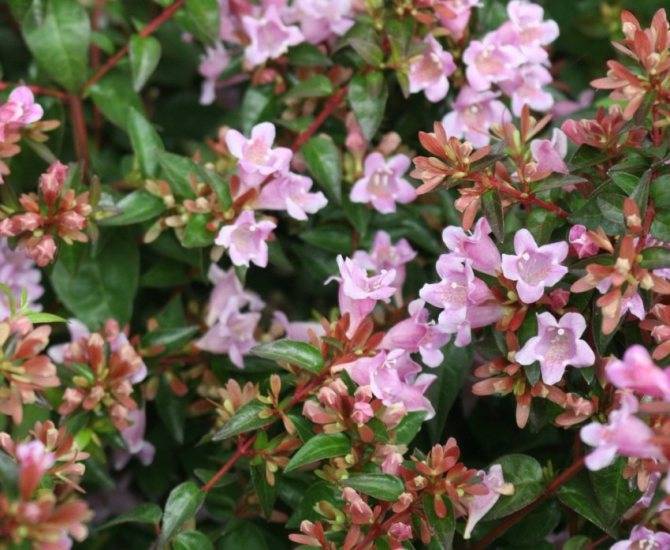 Абелия (Abelia) – уход, фото, виды