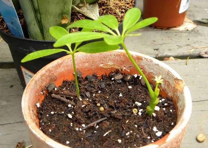 Шефлера (Schefflera) – уход, фото, виды