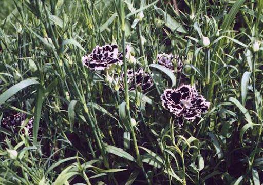 Цветок гвоздика: описание с фото, сорта, особенности разведения и рекомендации по уходу