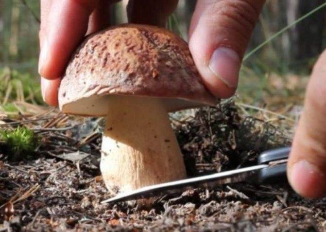 Где искать маслята в октября – даже опытные грибники эти места часто пропускают