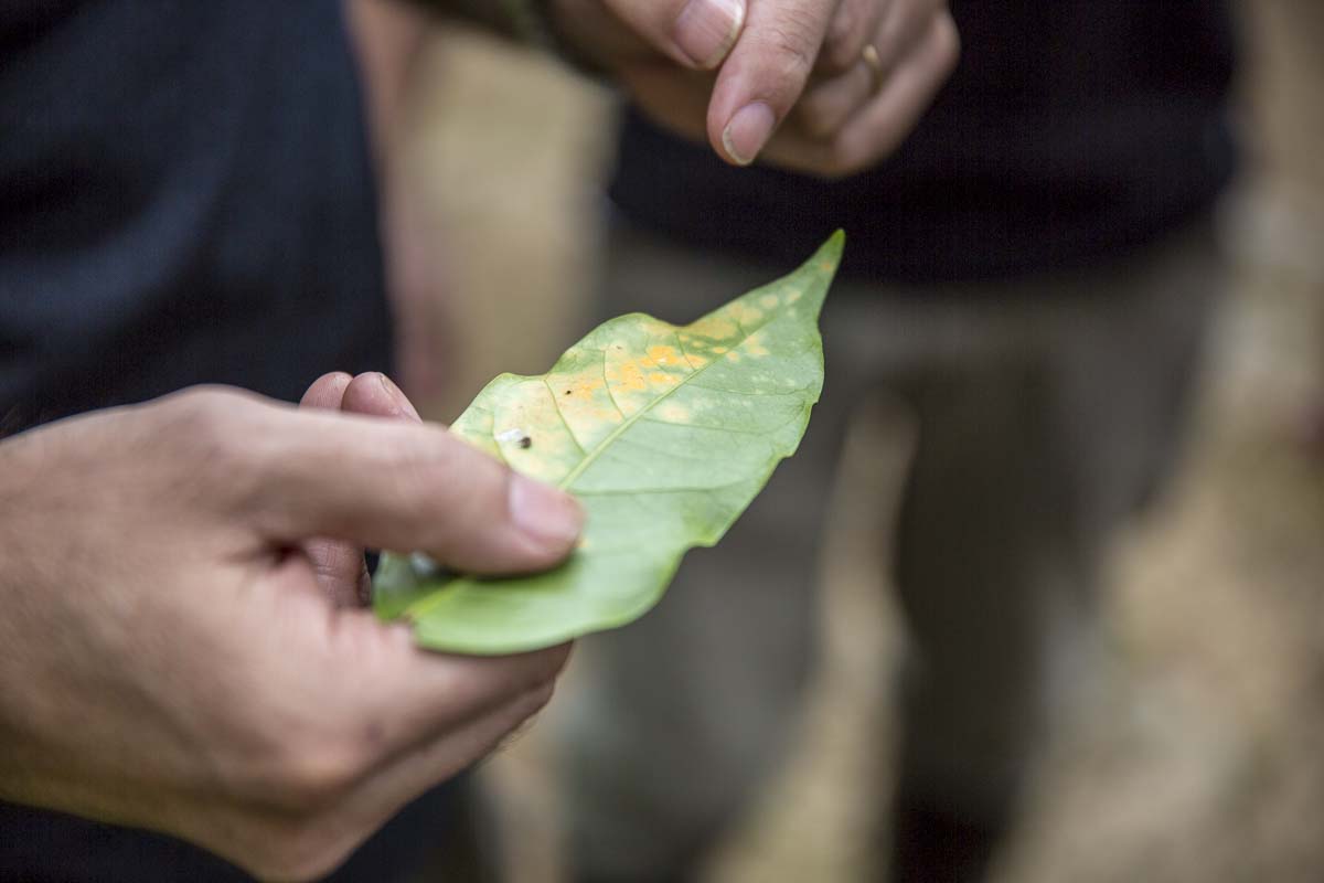 Особенности ухода за кофе арабика как за комнатным растением