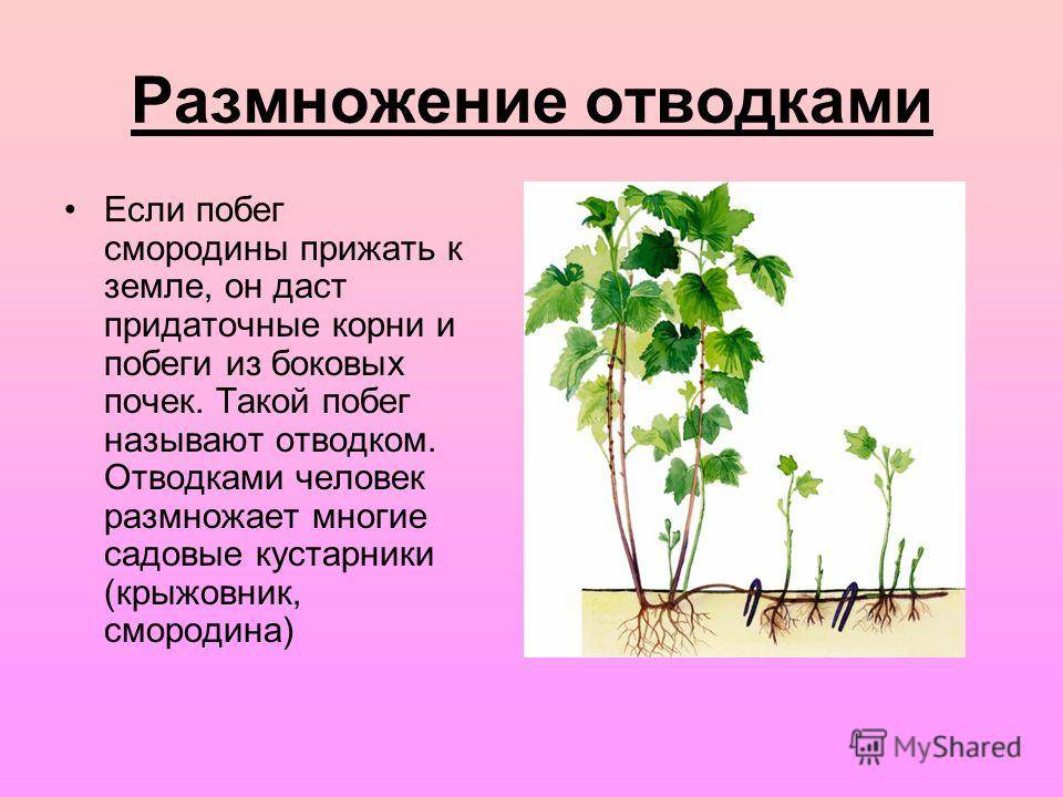 Броваллия: правила выращивания тропического колокольчика