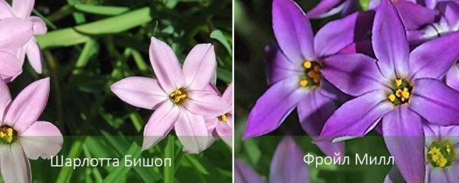 Ифейон: выращивание и уход, виды и сорта