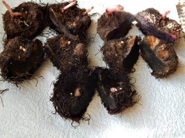 Бегония Королевская — 12 популярных сортов для домашнего разведения