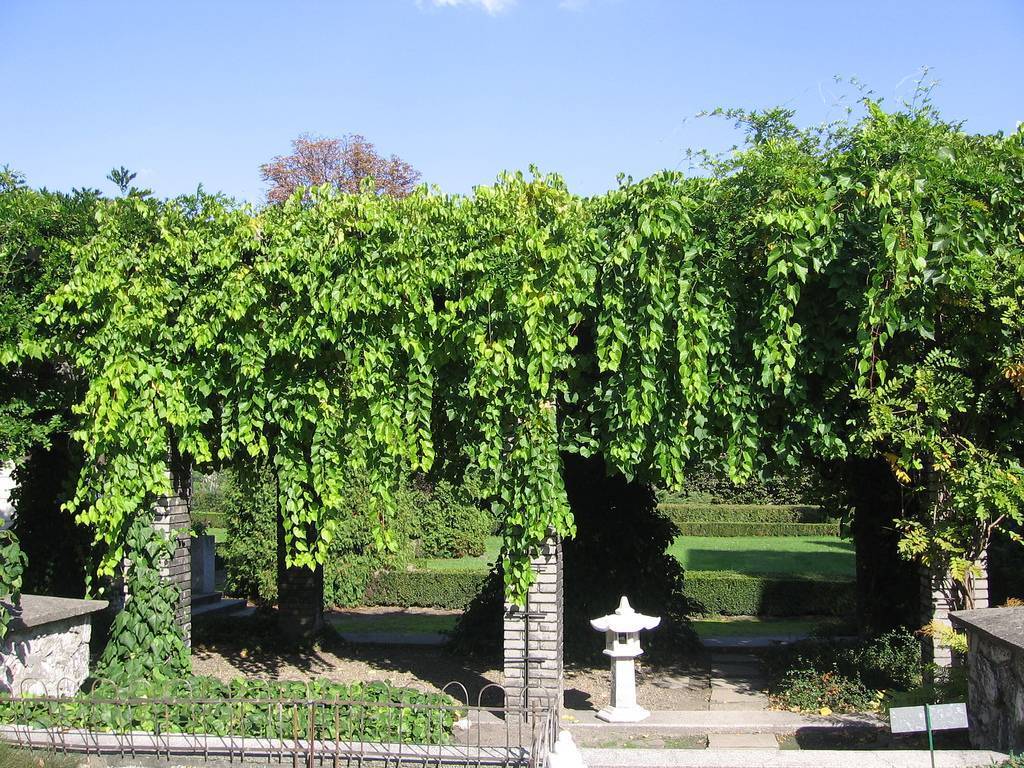 10 цветущих лиан для сада