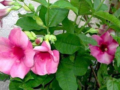 Алламанда (Allamanda) – уход, фото, виды
