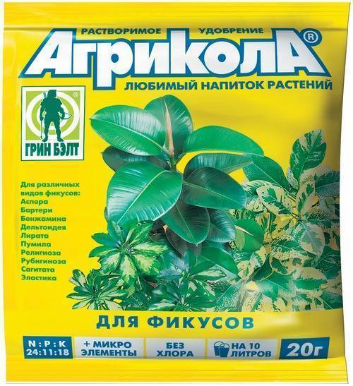 Как посадить фикус черенком: правила укоренения и посадки