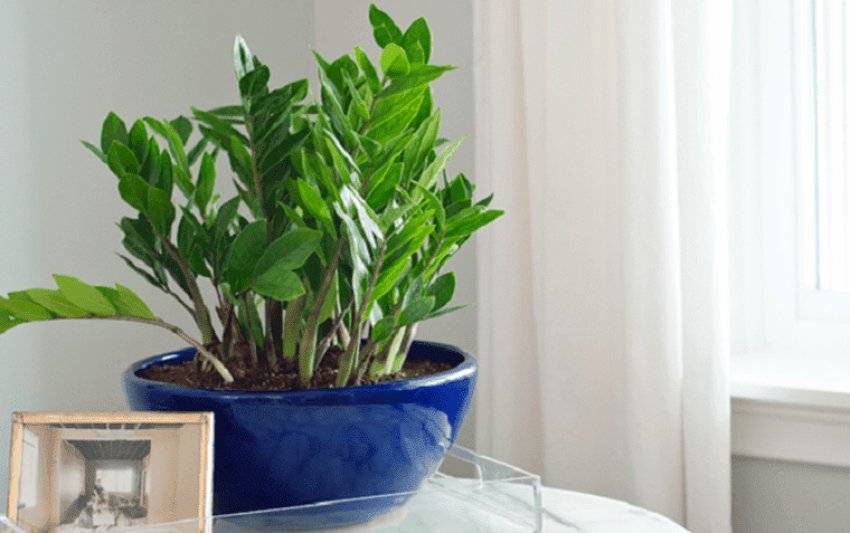 Как правильно пересадить Замиокулькас в домашних условиях: особенности с фото