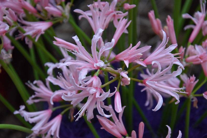 Нерине (Nerine) – уход, фото, виды