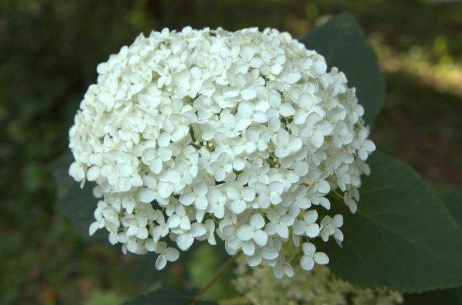 Кустарники