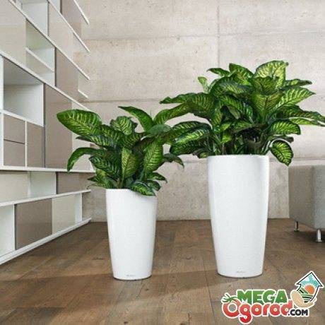 Диффенбахия (Dieffenbachia) – уход, фото, виды