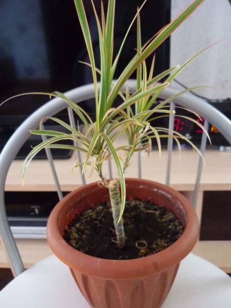 Кордилина (Cordyline) – уход, фото, виды