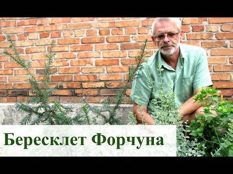 Бересклет (Euonymus) – уход, фото, виды