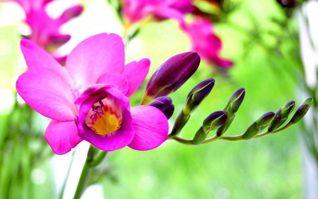 Фрезия — посадка и уход в домашних условиях, фото видов