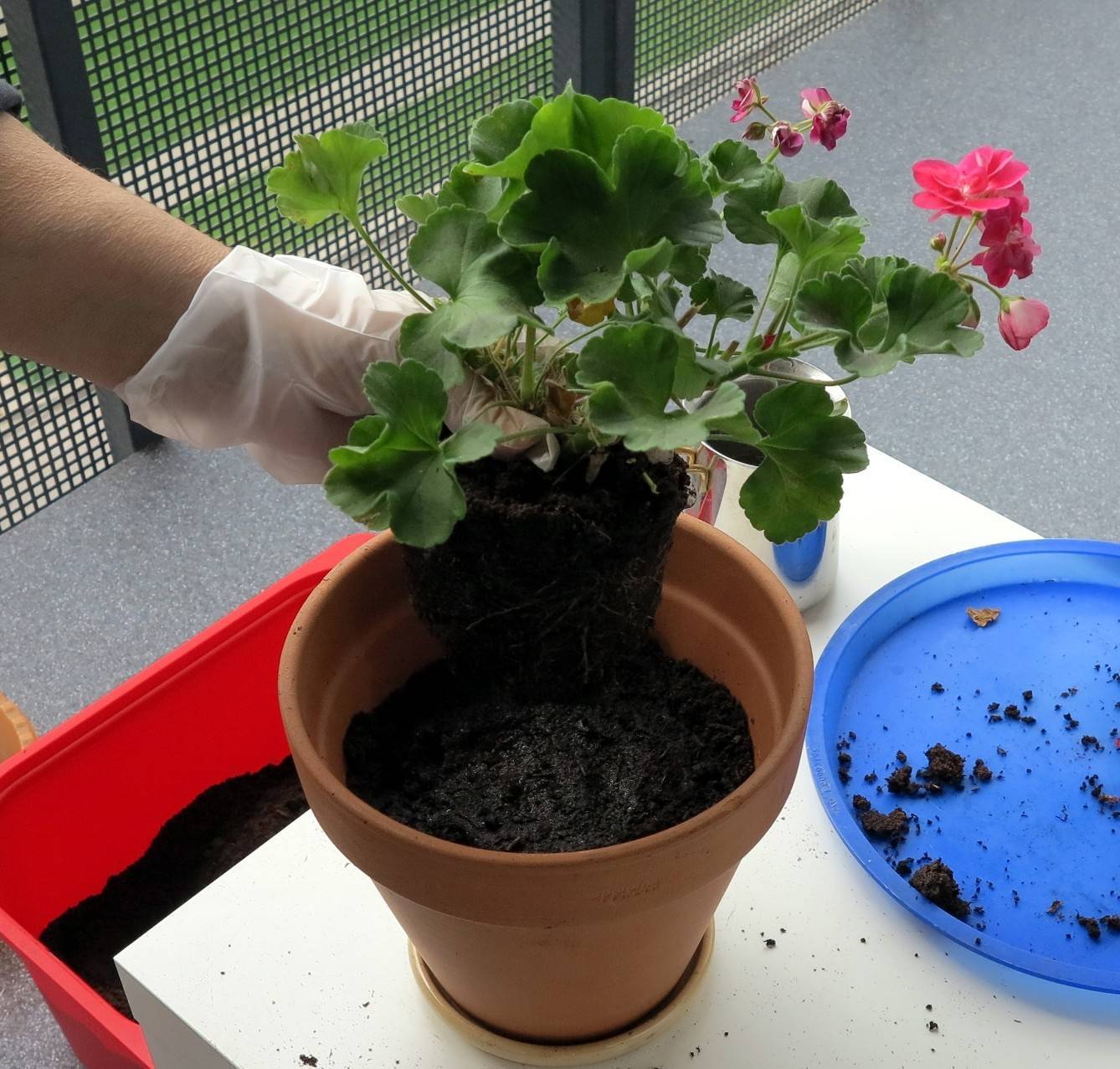 Герань: как посадить, как поливать, чем подкормить? Лучший грунт для герани