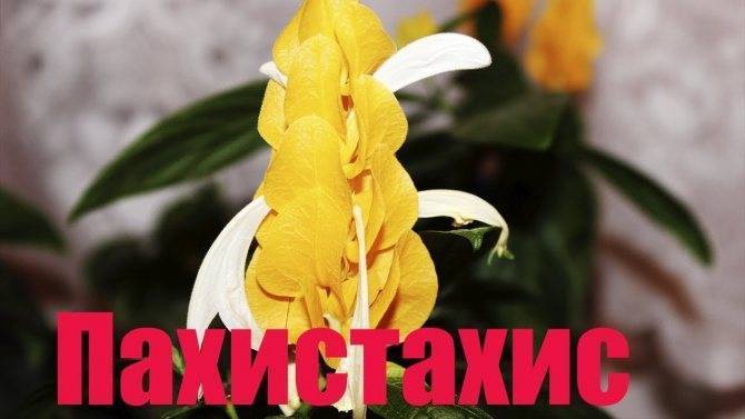 Пахистахис – «золотой колос» тропического леса