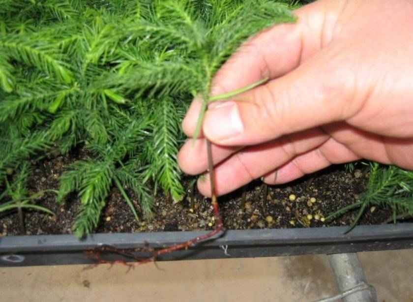 Зимнее размножение хвойных черенками – как правильно отделять и укоренять черенки?