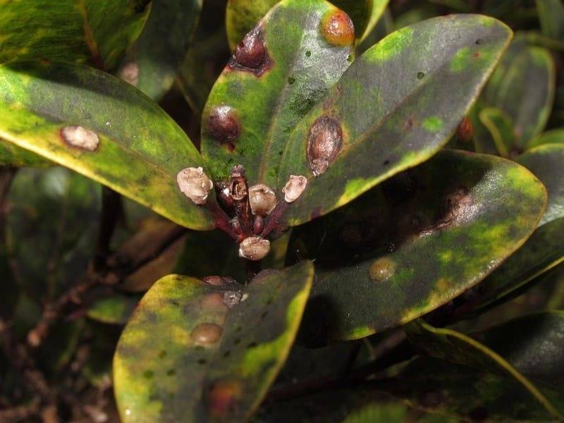 Бересклет (Euonymus) – уход, фото, виды