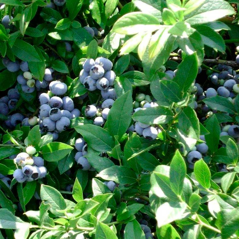 Голубика: выращивание в саду, сорта