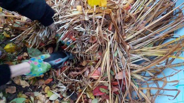 Лилейник: выращивание в саду, виды и сорта