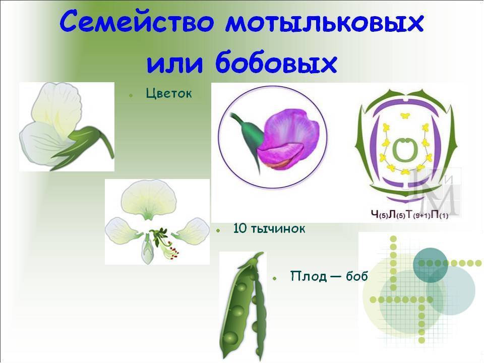 Семейство бобовые: общая характеристика, примеры, фото