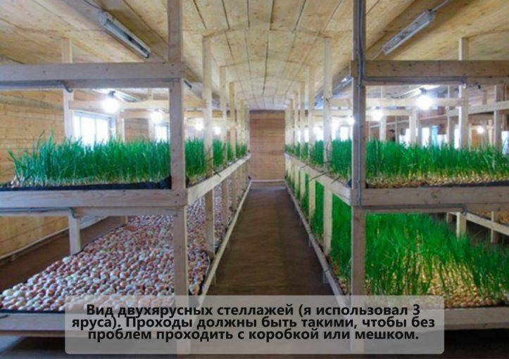 Лук: выгонка и выращивание лука на зелень (на перо)