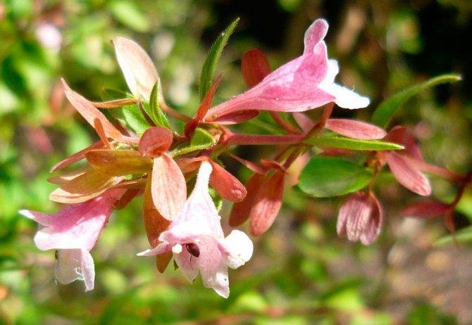 Абелия (Abelia) – уход, фото, виды
