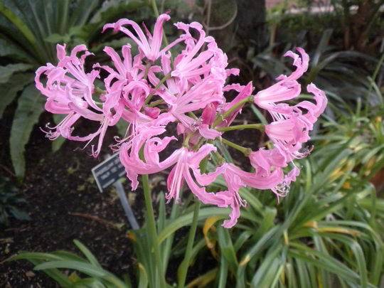 Нерине (Nerine) – уход, фото, виды