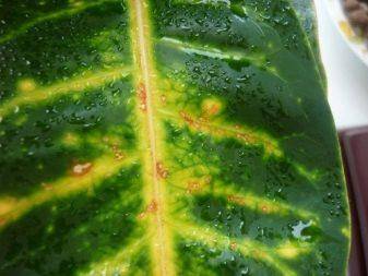 Комнатное растение кротон: посадка, размножение и уход