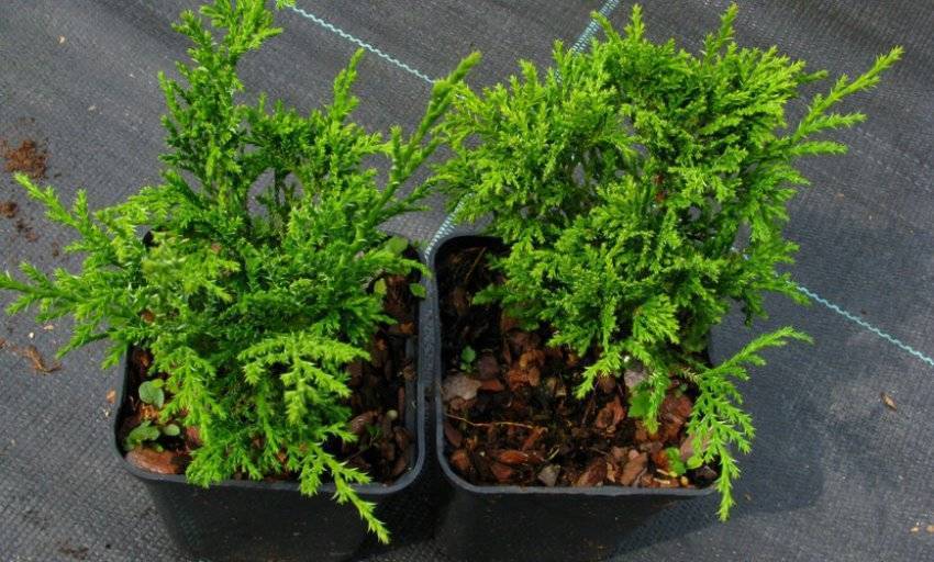 ✅ кипарисовик лавсона элвуди (chamaecyparis lawsoniana ellwoodii): эмпайр, пилар и другие разновидности, описание и фото, посадка и уход в саду - tehnoyug.com