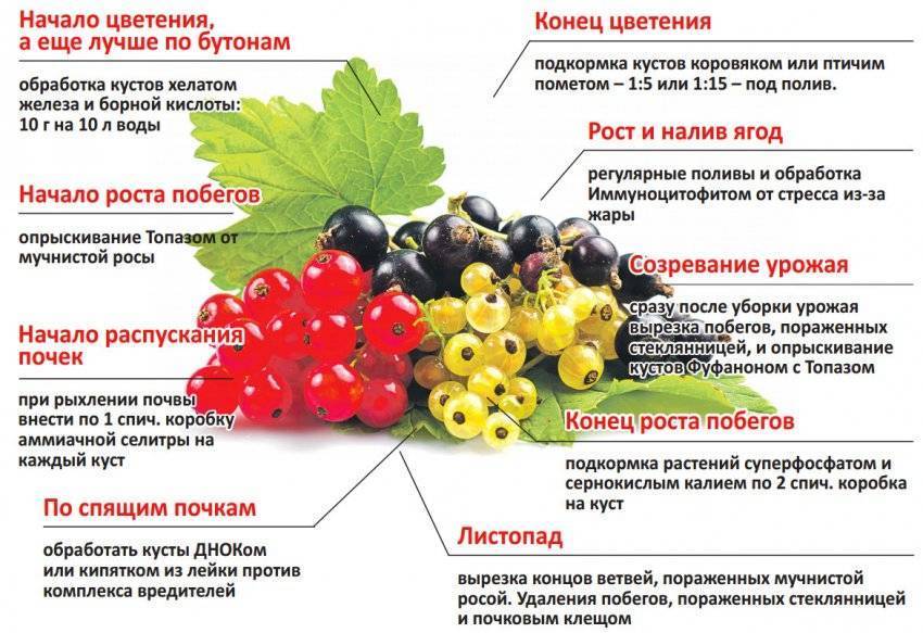 Белая смородина: выращивание, размножение, сорта
