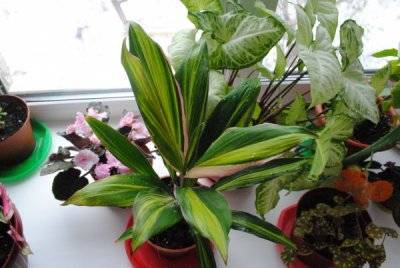 Кордилина (Cordyline) – уход, фото, виды