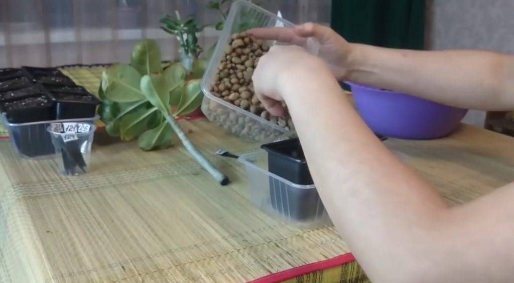 Адениум — уход в домашних условиях, пересадка, фото видов