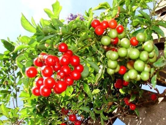 Паслен (Solanum) – уход, фото, виды