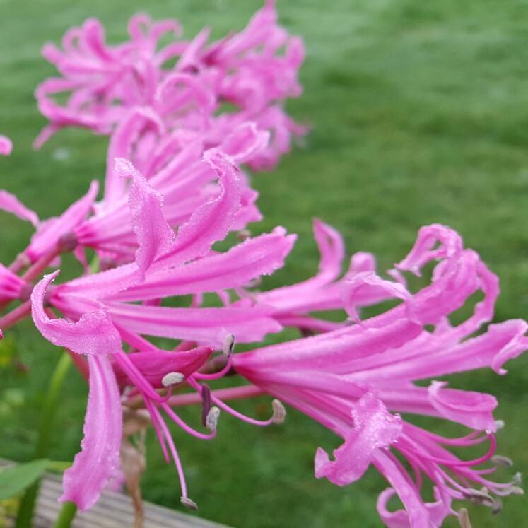 Комнатный цветок нерине (nerine) - первый сезон. описание,фото,уход за нерине