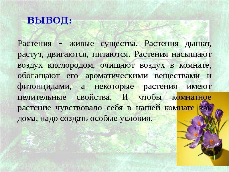 Главные правила пересадки комнатных цветов