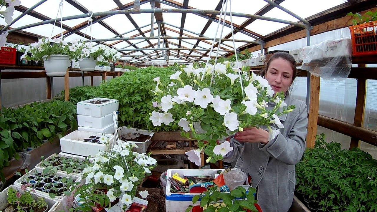 О выращивании рассады петунии подробно. петуния из семян. фото — ботаничка.ru