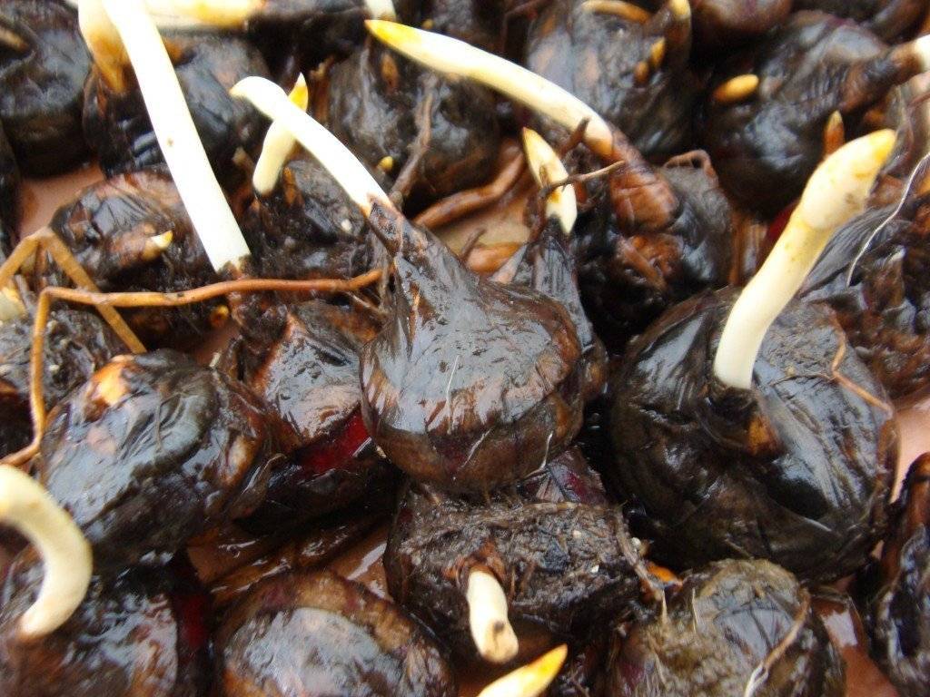 Как выращивать каштан? Как правильно прорастить каштан дома из ореха? Где посадить каштан на участке