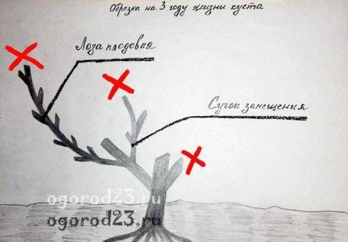 Виноград осенью: обрезка, посадка и уход