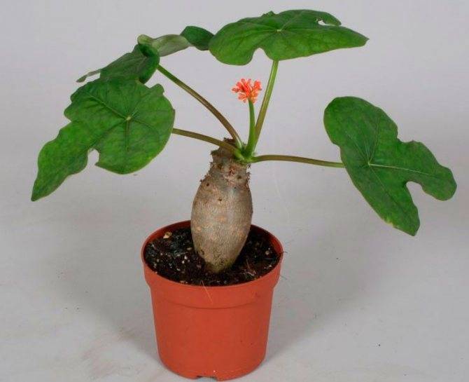 Ятрофа (Jatropha) – уход, фото, виды