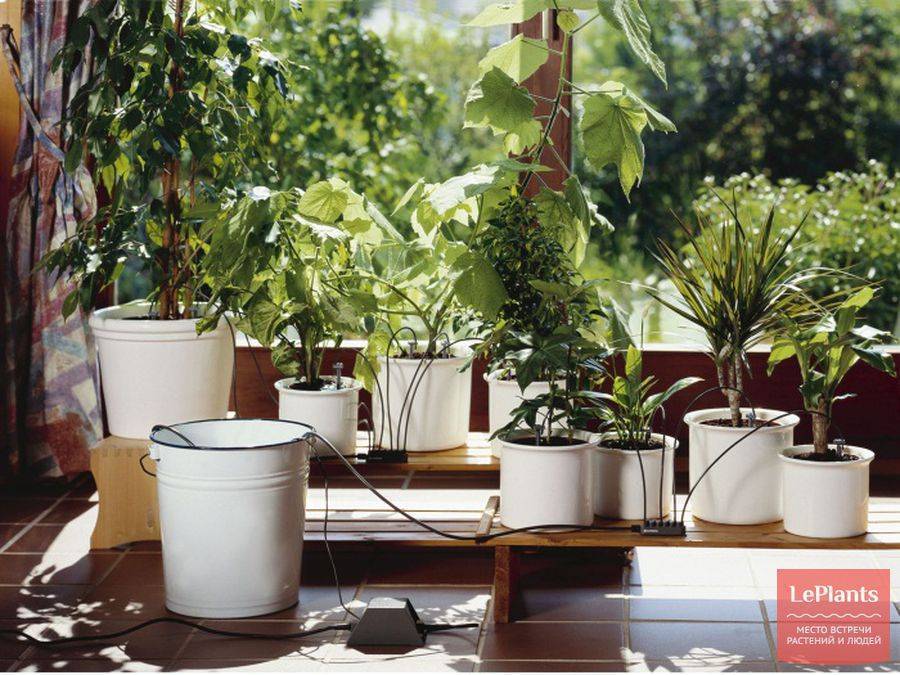 9 вариантов автополива для комнатных растений