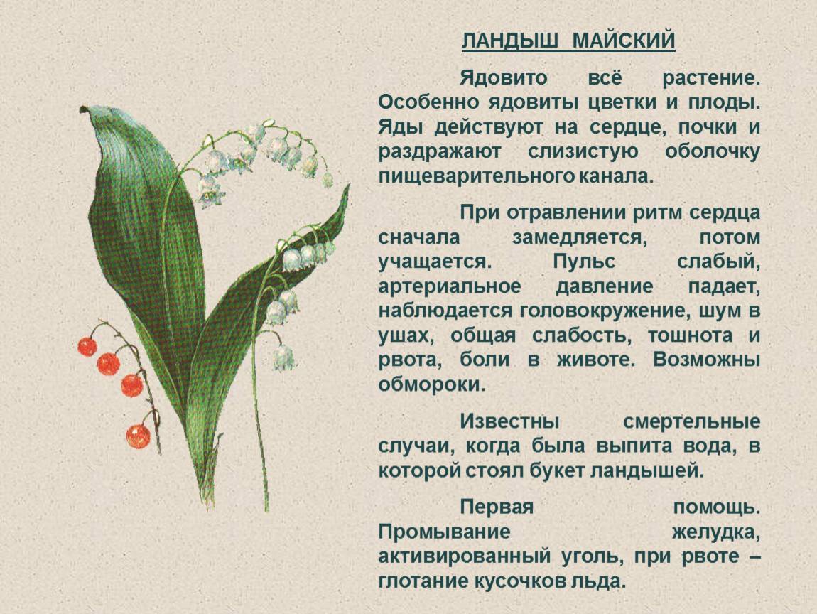 Что делать если листья у орхидеи стали вялыми?