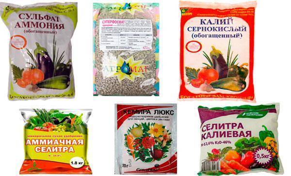 Как вырастить вкусные баклажаны – чем подкормить, чтобы увеличить урожайность в разы?