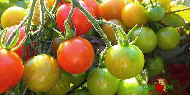 5 советов, как можно ускорить созревание томатов на кусте