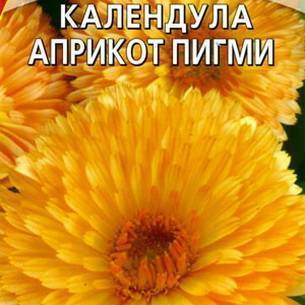 Календула: как выглядит, где растет, описание