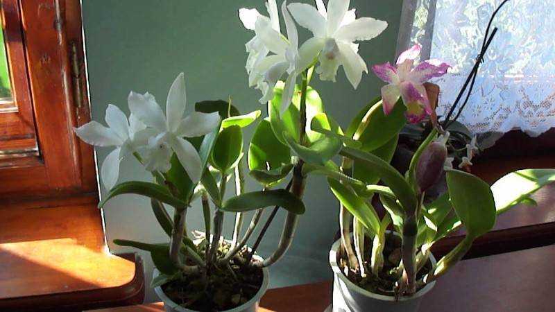 Каттлея в домашних условиях, сорта