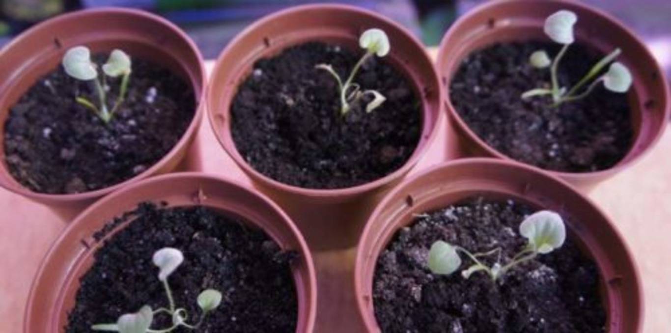 Дихондра: выращивание из семян в саду