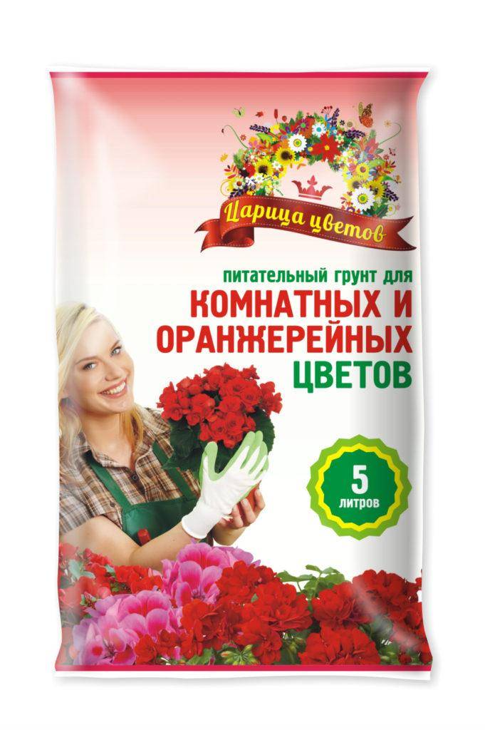 Астры: фото, описание, сорта, особенности разведения и ухода