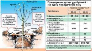 Плодовые-ягодные растения