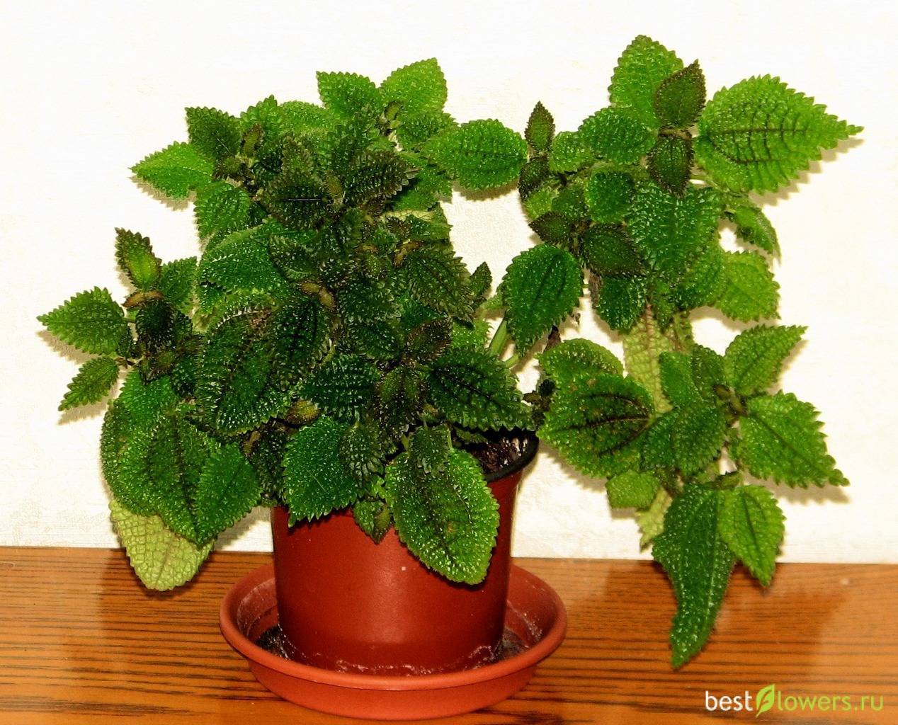 Красавица пилея: 16 видов с бархатистой листвой